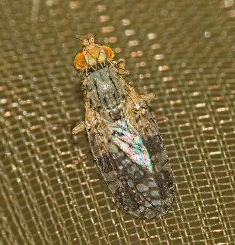 Tephritis matricariae